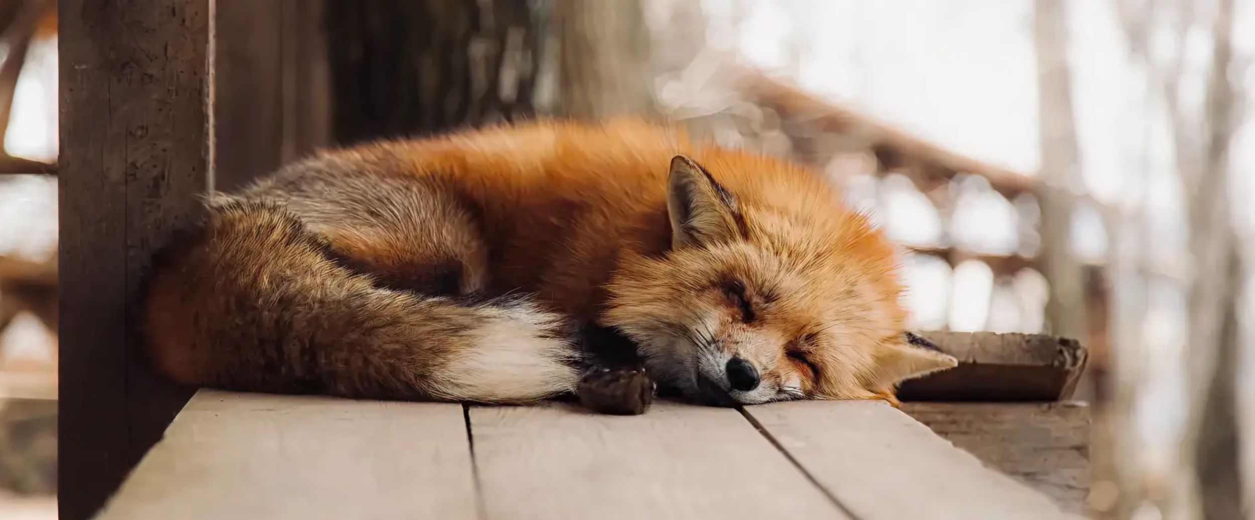fox resting in autumn leaves
