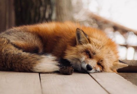 Sleeping Fox