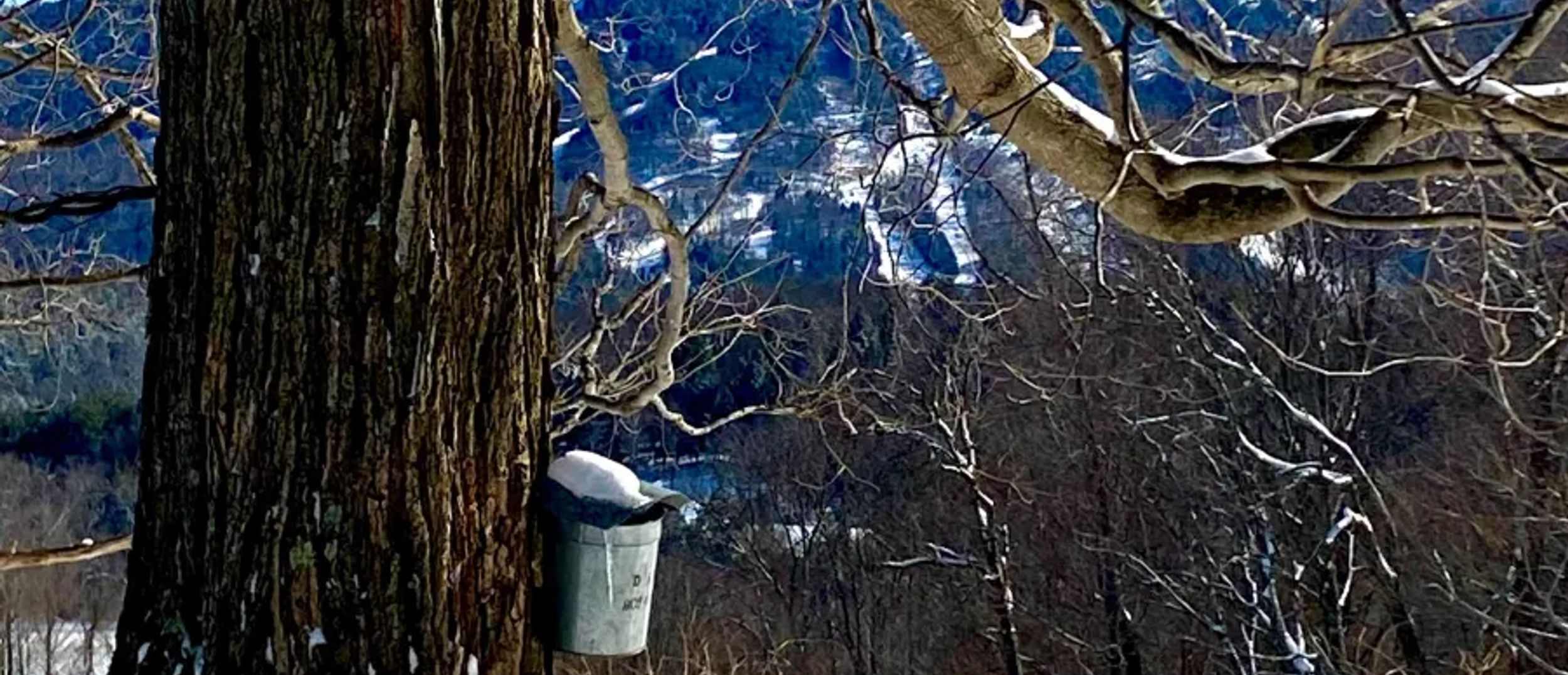 Copper Fox and Clover