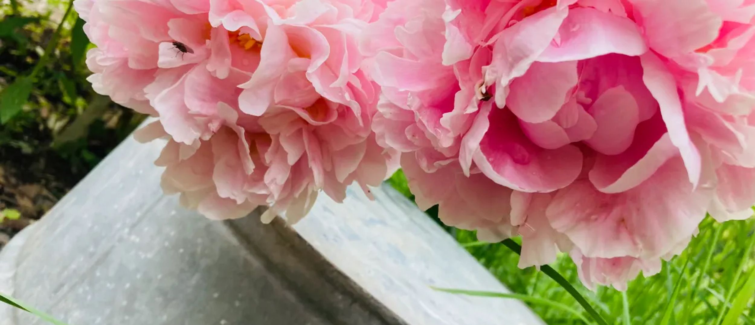 Copper Fox and Clover