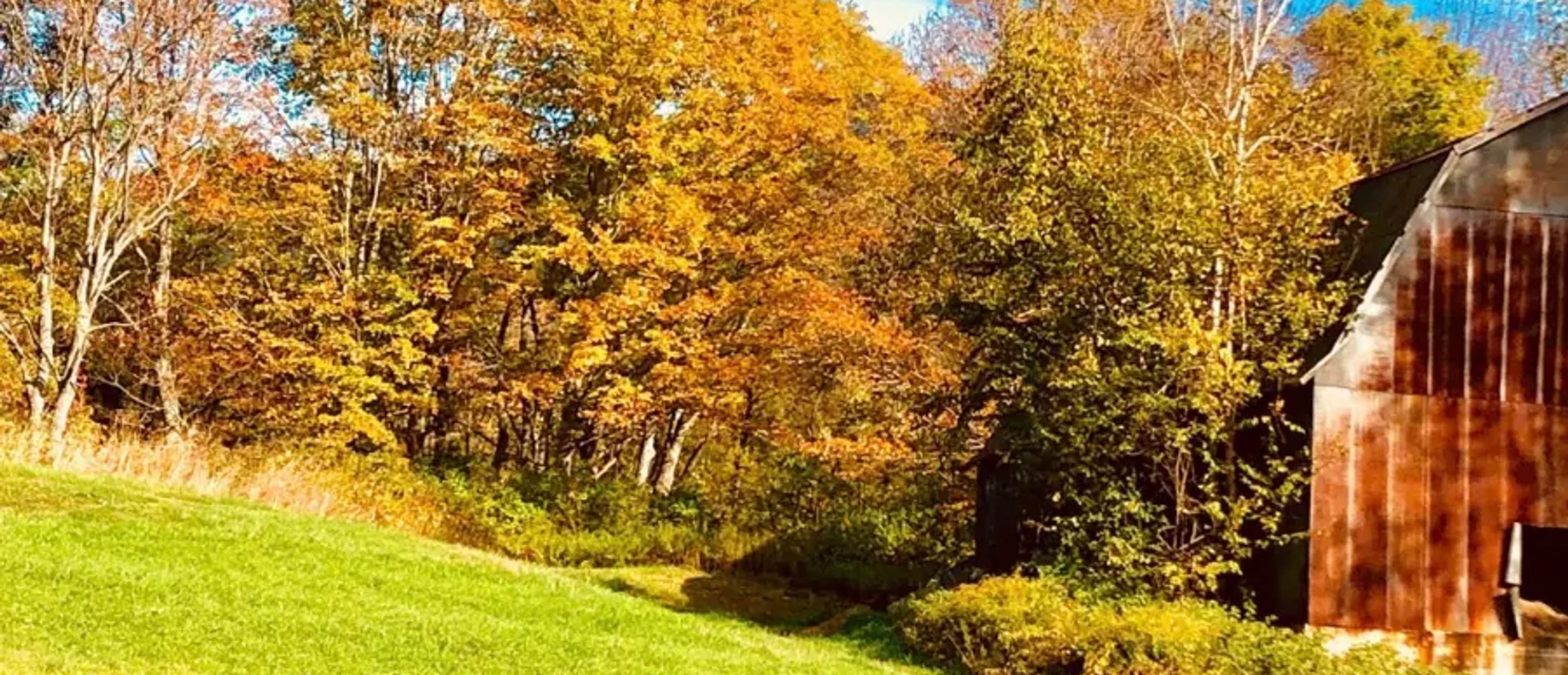 Copper Fox and Clover