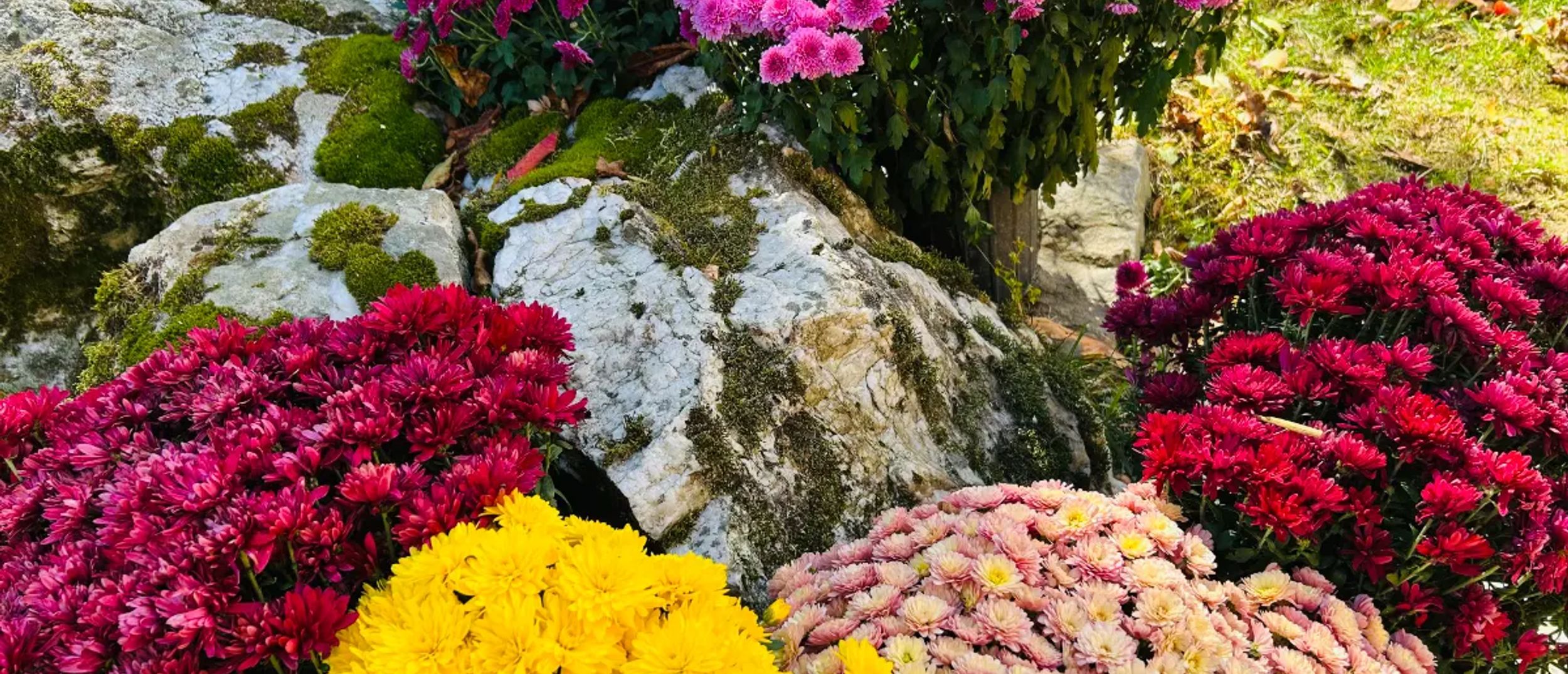 Copper Fox and Clover