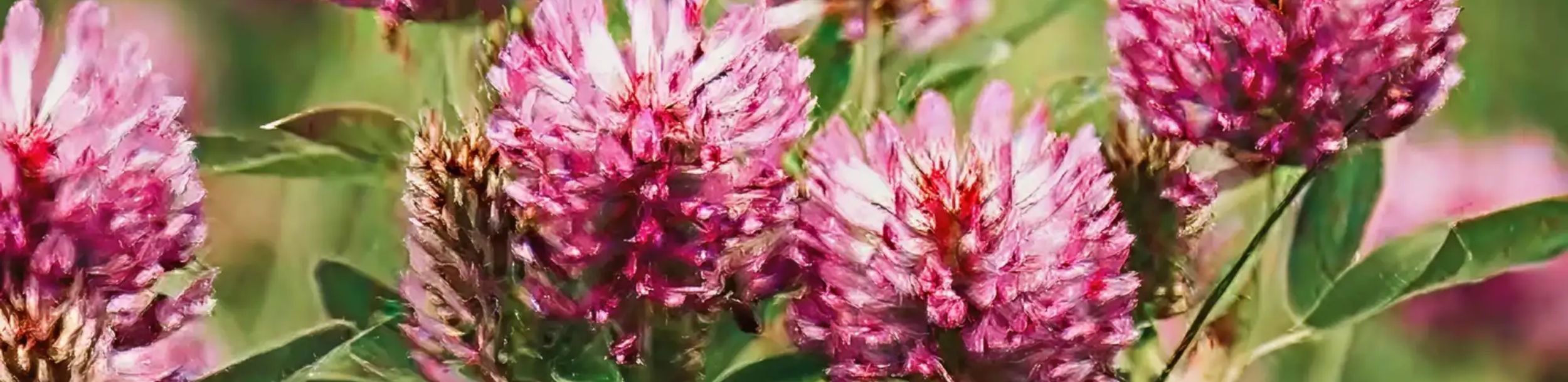 covered bridge in autumn